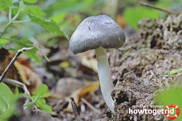 Edibility and properties of willow plutaea