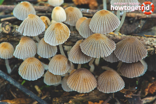 Edibility of scattered dung beetle