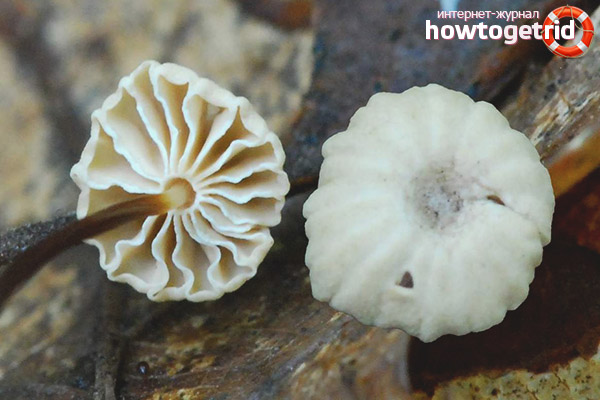 Edibility of a negligible wheeled