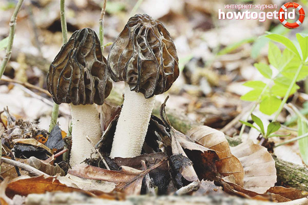 Edibility of morel conic