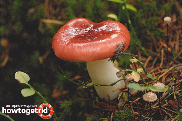 Edibility of russula