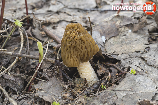Morel hat