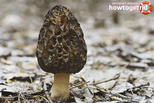 Morel conical