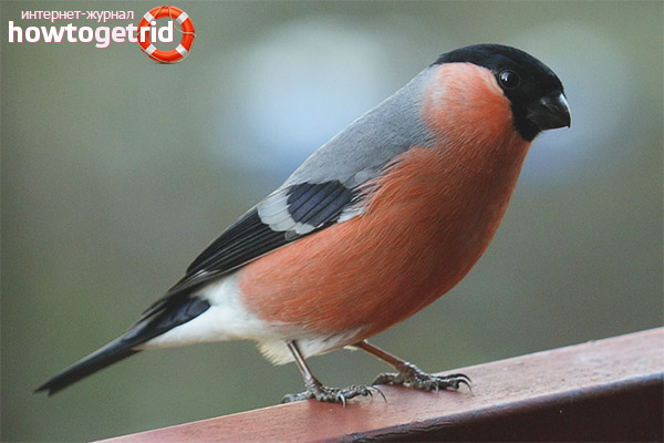 Bullfinch