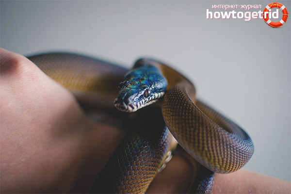 White-breasted python content at home