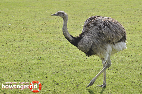 Ostrich Rhea