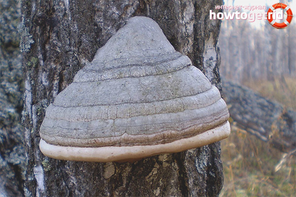 Properties of the tinder fungus