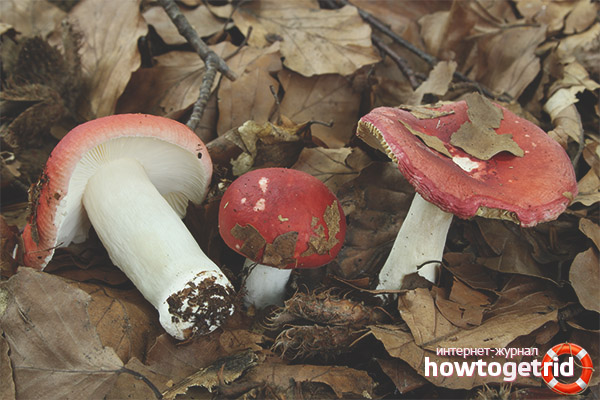 The russula is pungent