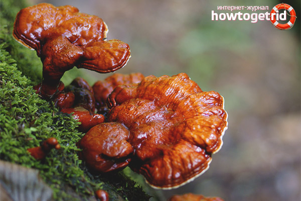 Tinder fungus varnished