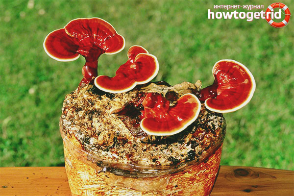 Harm of the varnished tinder