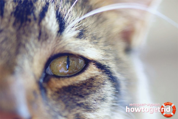 Discharge from the eyes of cats