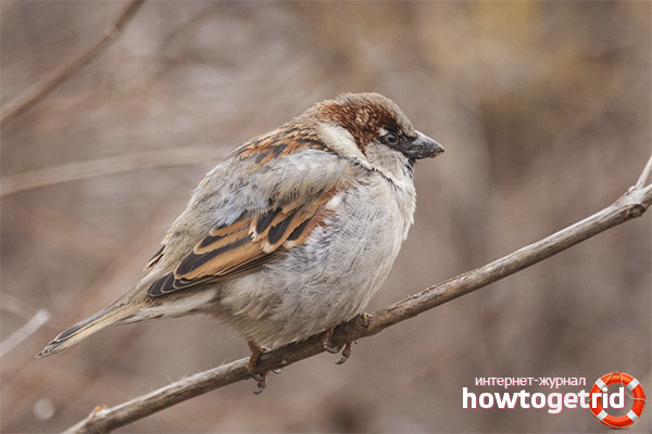 The value of sparrows for humans