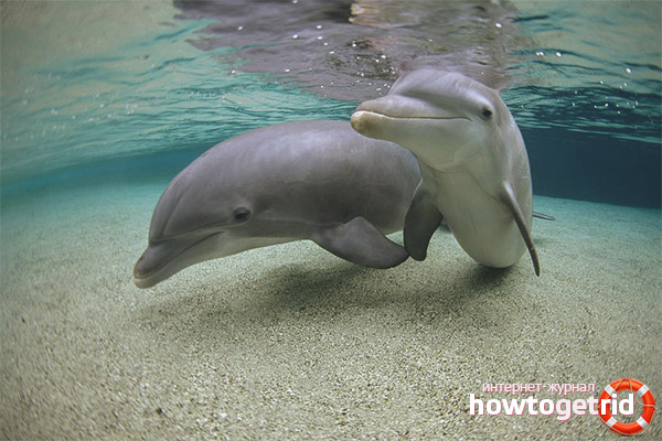 White-headed dolphin