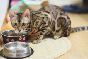 How to feed a bengal cat