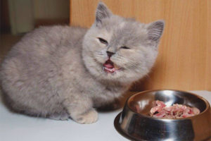 How to feed a British kitten