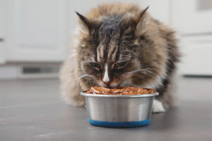 How to feed a cat so that he gained weight