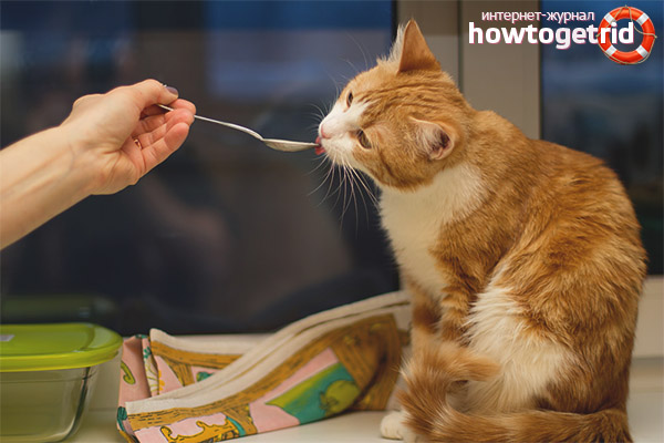 How to feed a cat with kidney failure