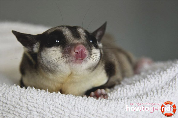 How to feed a flying squirrel at home