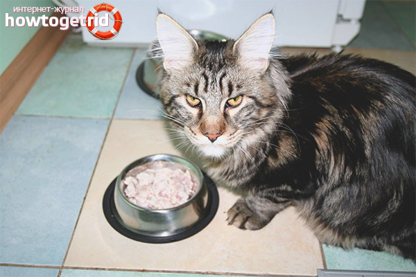 How to feed Maine Coon cat breed