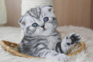 How to feed a Scottish fold kitten