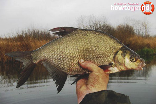 Quelle est la différence entre la brème et le charognard