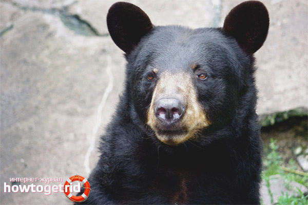 What does baribal eat