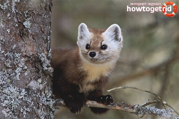 What does the pine marten eat?