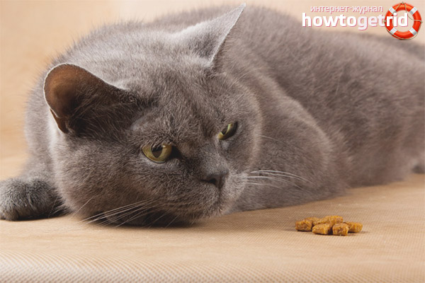 What to do if a cat refuses to eat in case of kidney failure