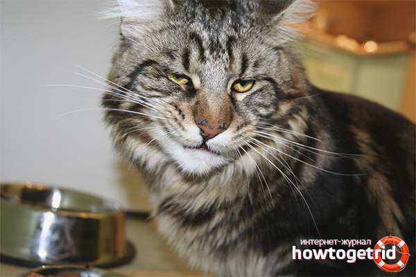 What food is banned for Maine Coon