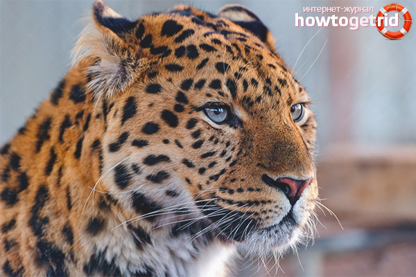 Léopard d'Extrême-Orient