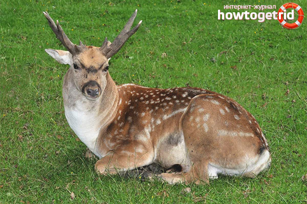 Dama dama mesopotamica