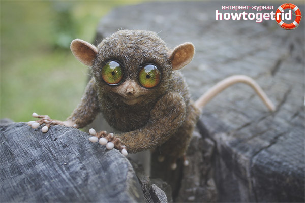 Tarsier
