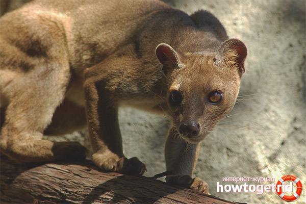 Fossa