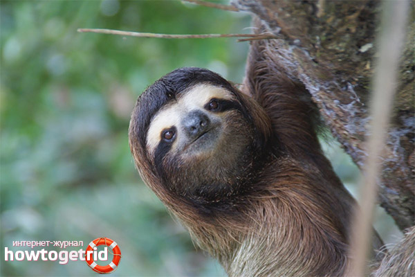 Where do sloths live