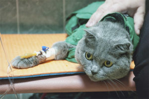 Hemobartonellosis in cats