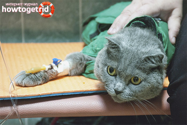 Hemobartonellosis in cats