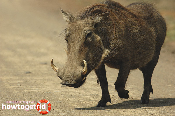 Warthog character