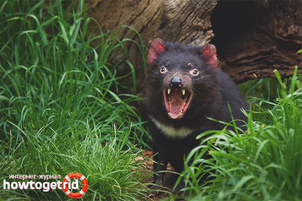 Tasmanian Devil Lifestyle Characteristic