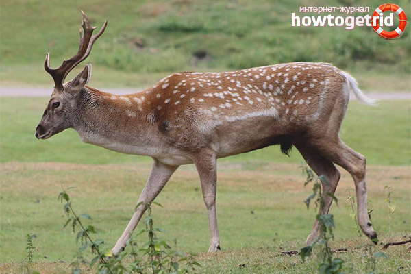 Iranian fallow deer