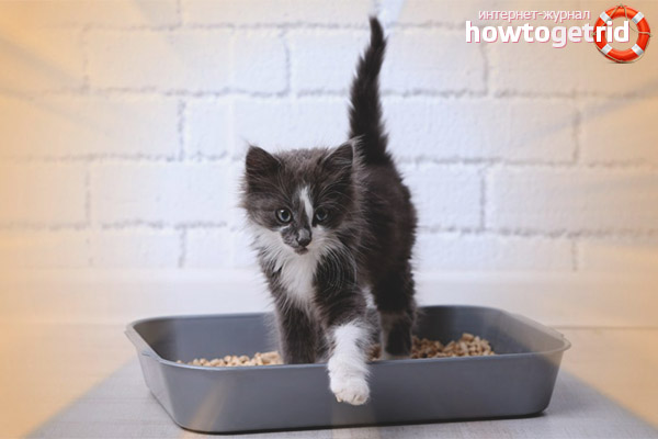 How often does a kitten have to go to the toilet