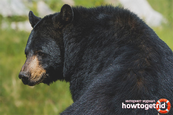 How long do baribals live