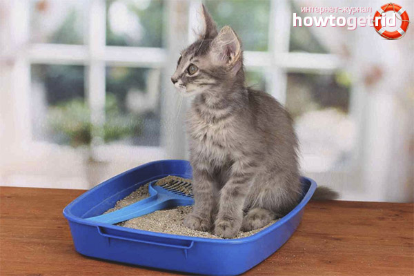 How to understand that a kitten wants to go to the toilet