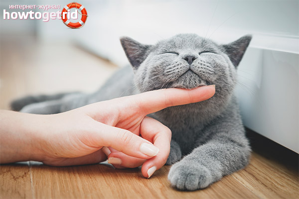 How to stroke a cat or cat