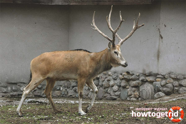 À quoi ressemble un cerf de David?