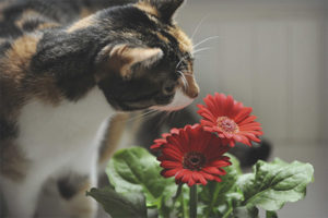How to protect flowers from a cat