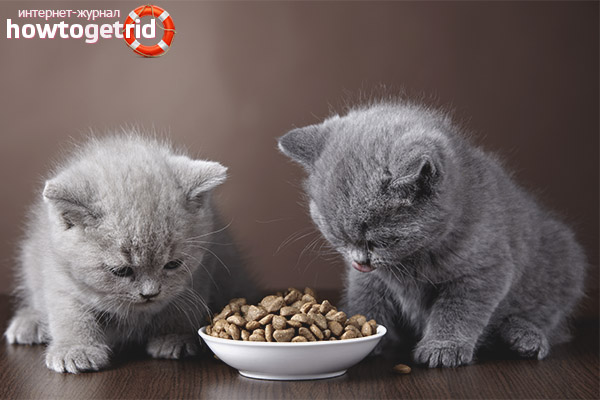 Comment faire manger un aliment sec à un chaton