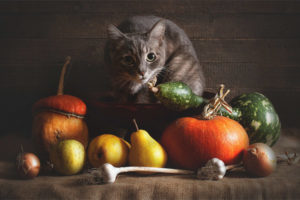 What vegetables can cats give