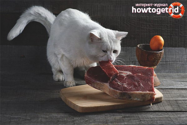 What foods can not be given to cats