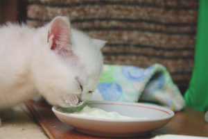 When to start feeding kittens