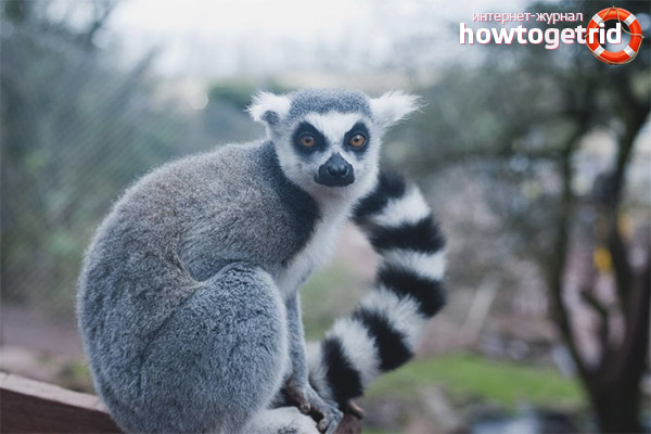 Ring-tailed lemur